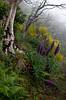 Hlavní hřeben Madeiry v mlze a s kvělinami