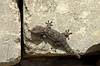 Gekoni se vyhřívají na kamenných zídkách